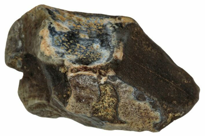 Fossil Dinosaur (Triceratops) Shed Tooth - Montana #339785